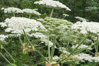 Hogweed is a large plant with a white flower that can grow to 12 feet high